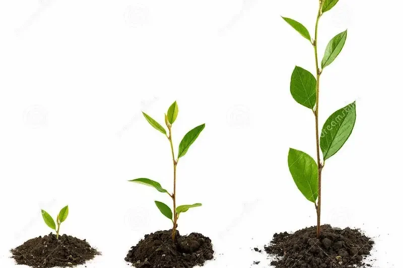 Understanding Fast Growth